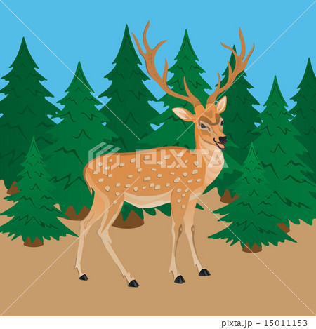 sika deer in a forest 15011153