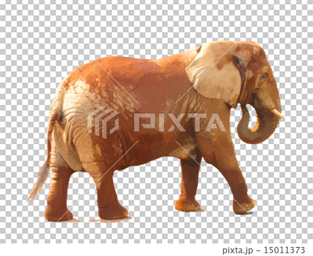 ゾウ 15011373