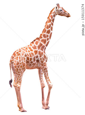 キリンのイラスト素材