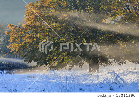 autumn forest autumn forest 15011396