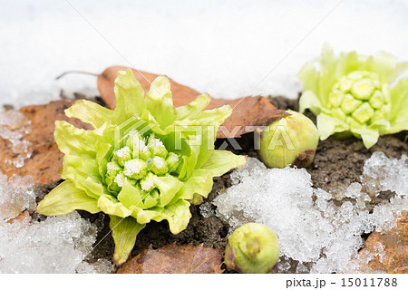 芽吹きのふきのとう 15011788