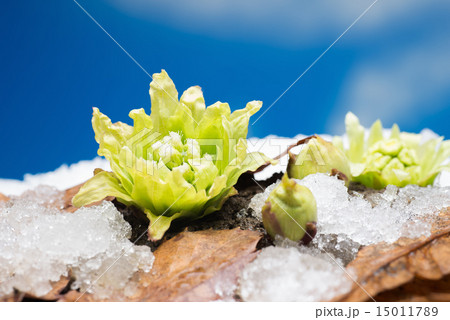 芽吹きのふきのとう 芽吹きのふきのとう 15011789