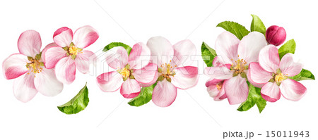 Apple tree blossoms. Spring flowers set Apple tree blossoms. Spring flowers set 15011943