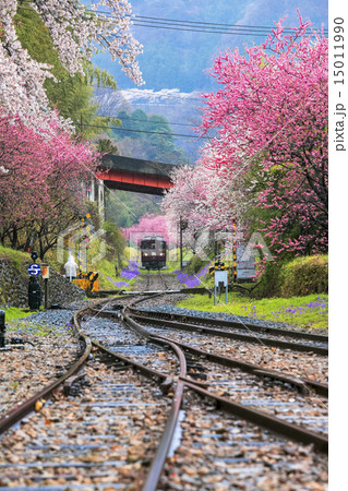 花桃のわたらせ渓谷鉄道4 花桃のわたらせ渓谷鉄道4 15011990