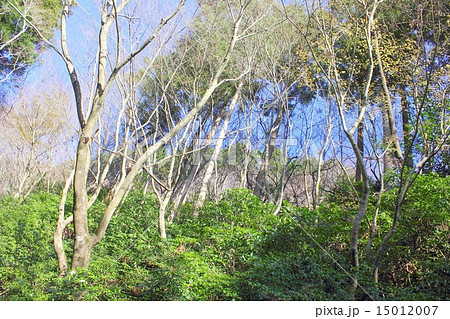 春の息吹が芽生え始めた山間の雑木林 15012007