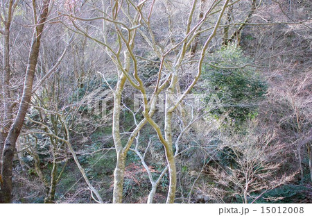 春近い湯河原の山間の自然林 春近い湯河原の山間の自然林 15012008