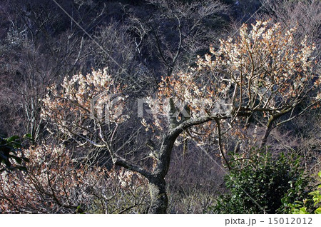 湯河原の春の山間にひっそり人知れず咲く花 15012012