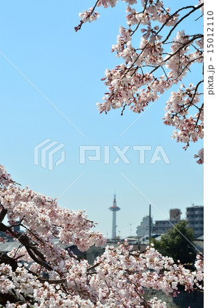 桜と京都タワー 15012110