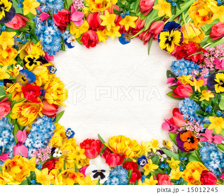 Spring flowers on wooden background. Tulips 15012245