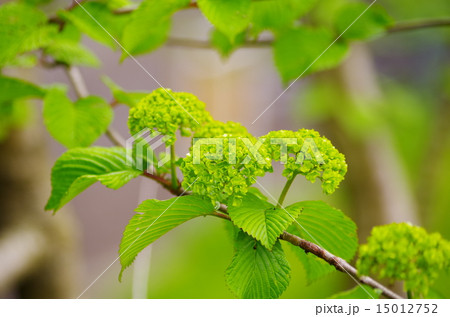 オオデマリ オオデマリ 15012752