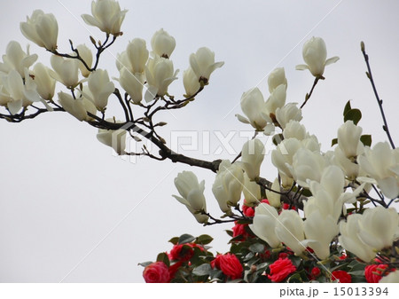 白い木蓮と赤い椿 15013394