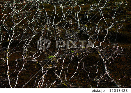 山肌のツタ（蔦） 15013428