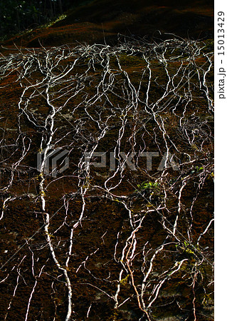 山肌のツタ（蔦） 15013429