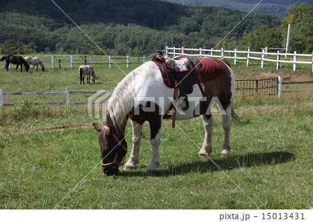 乗馬 15013431