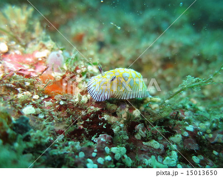 ウミウシ 15013650