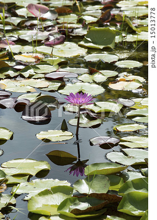 熱帯睡蓮 熱帯睡蓮 15013778