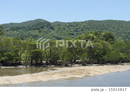 吹通川のヒルギ群落の写真素材