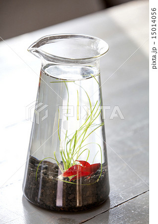 ビーカーの中のベタ 15014056