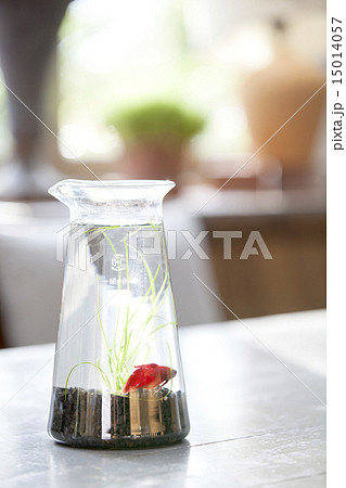 ビーカーの中のベタ 15014057