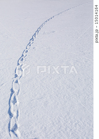Dog's trails 15014164