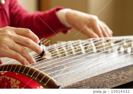 文化箏を弾く 文化箏を弾く 15014332
