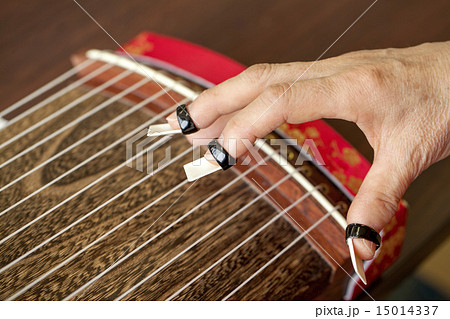 文化箏を弾く 15014337