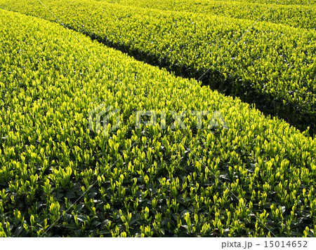 萌える茶畑 15014652