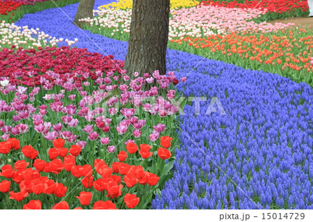 色とりどり 15014729