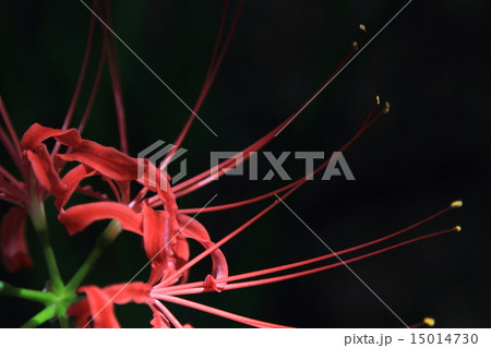 彼岸花 15014730