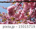 牡丹桜 15015719