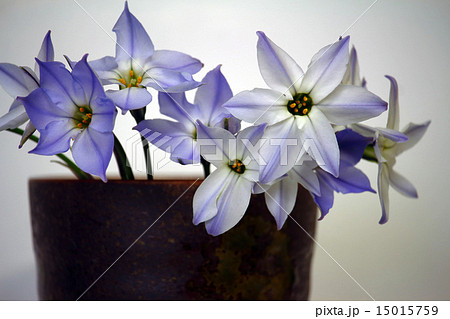 生け花 ハナニラ(花韮) 15015759