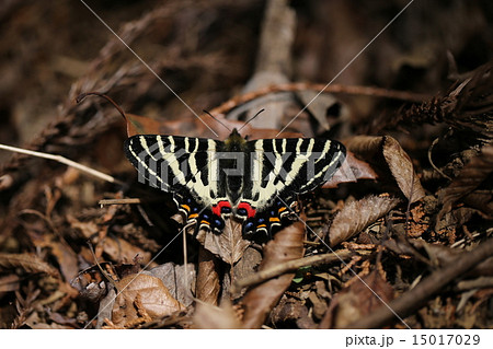 ギフチョウ ギフチョウ 15017029