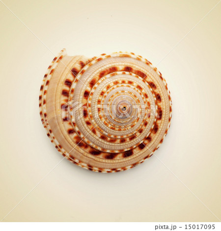 conch shell 15017095