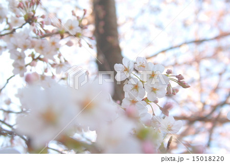 桜 2015 クローズアップショット 桜 2015 クローズアップショット 15018220