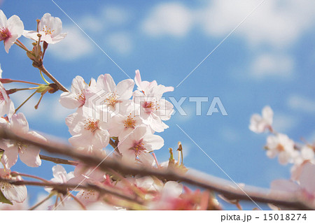 青空と桜のクローズアップ 2015 15018274