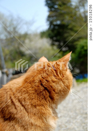 田舎で遠くを見つめる三毛猫の後ろ姿の写真素材