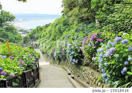 鎌倉 成就院 紫陽花の風景 鎌倉 成就院 紫陽花の風景 15018416