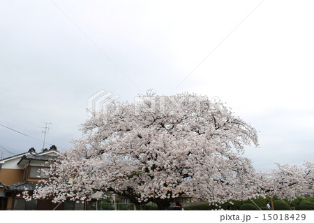 長岡京跡と桜(京都府向日市) 長岡京跡と桜(京都府向日市) 15018429