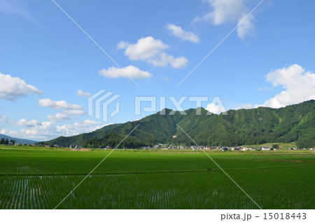 初夏の坂戸山と水田 15018443