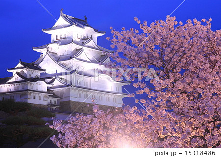 4月兵庫 グランドオープン後の姫路城連立式天守群ライトアップと桜 夜桜会 の写真素材
