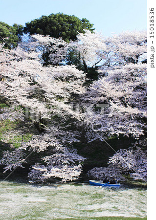 千鳥ヶ淵の桜 15018536