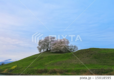 古墳に咲く桜 15018595