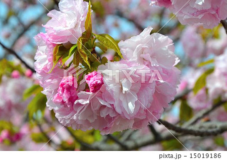 桜　糸括（いとくくり） 15019186