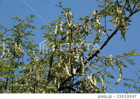 Looking up at acacia tree branches 15019347