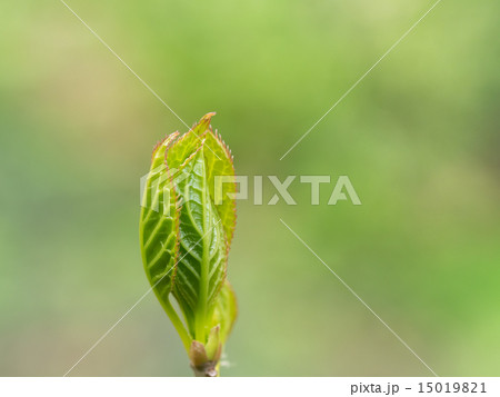 花筏の若葉 15019821
