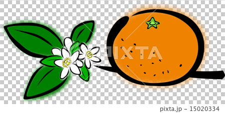 みかんの花と葉と実のイラスト素材