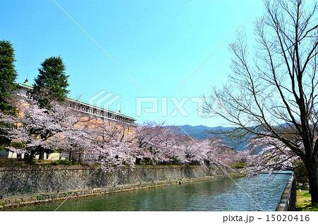 京都岡崎　桜咲く春の風景 15020416