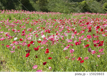 沢山のポピー 15020603