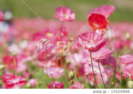 ポピー 15020606