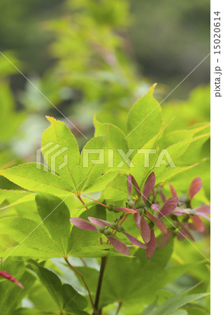 楓の種の写真素材